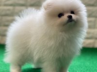 TEDDY BEAR POMERANİAN YAVRULARI