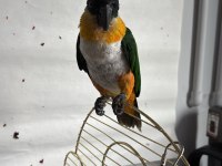 Caique Papağanı (Siyah Başlı Caique)