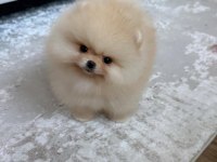 Sevimli Pomeranian Yavrularımız Yeni Ailelerini Arıyor
