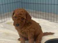 Kore kan poodle yavrular