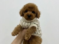 Toy Poodle Erkek Yavrumuz Yeni Yuvasını Arıyor