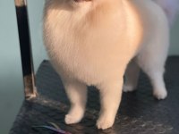 A+Kalite Pomeranian Boo bebekler ayı surat