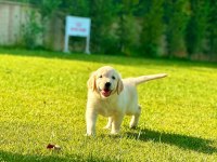 Golden Retriever Bebeklerimiz Aşıları Tam