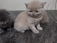 45-50 günlük kedimiz