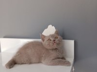 British shorthair lilac