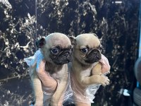 IRK VE SAĞLIK GARANTİLİ - PUG MOPS BEBEKLER