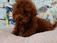 Toy poodle erkek yavrumuz