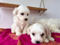 Terrier Maltese Malta