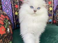 2 Aylık Biblo Gibi Yavru Scottish Fold