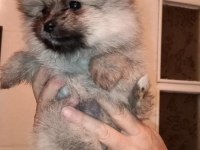 Pomeranian spitz yavrular