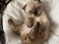 Scottish Fold Yarım Kırık Kulak