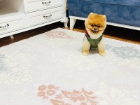 Üst kalite pomeranian
