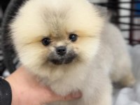 Pomeranian Boo Ayı Surat Yavrularimiz