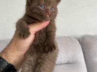 Nadir bulunan özel seri british shorthair bebekler