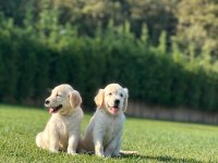 Golden Retriever Yavruları Çiftlikten