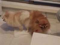 Pomeranian boo köpeklerim