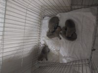 Yavru Pug Köpeği Sahiplendirme