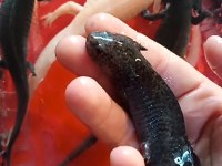 5 Axolotl (Tane Fiyatı)