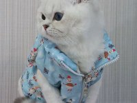 Full Şecereli Safkan Yavrularımız British Shorthair