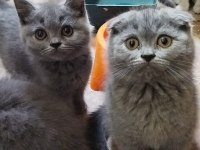 MUHTEŞEM GÜZELLİKTE BRİTİSH SHORTHAİR YAVRULARIMIZ