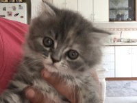 Chinchilla bebeklerimiz yeni yuvasını arıyor