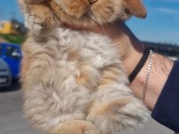 A Kalite Mini Lop Tavşanı Yavrular