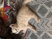 Tam bir barbie british shorthair