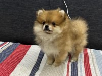 Sağlıklı Orijinal Pomeranian Boo Yavrumuz