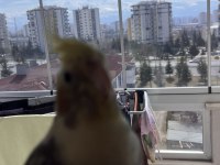 Tek sultan papağanı kafesiyle birlikte sahiplendirilecek