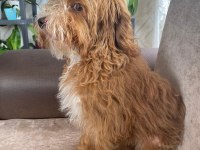 20 mart doğumlu maltipoo 8 aylık erkek