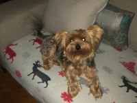 2 yaşında dişi yorkshire terrier