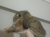 Aguti dişi mini lop tavşan