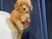 Pofidik Maltipoo Yavruları