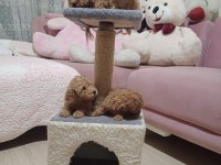 Toy poodle yavrular