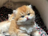 Evinize Mini Aslan British Longhair Geliyor Golden Ny12