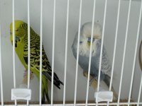 JUMBO VE SHOW DAMIZLIK KUŞLAR
