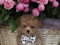 MİCRO BOY AŞILI MALTİPOO (GERCEK GÖRSEL)