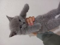 Orijinal bakımlı minik british shorthair dostlar 48 günlük