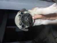 Pug Bebekleri