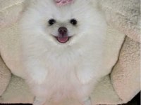 Üst Kalite Beyaz Ve Orange Pomeranian Boo Yavrularımız