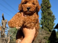 Toypoodle Dişi Erkek 