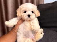 En özel maltipoo yavruları