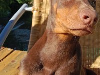 Kızıl asil doberman kardeş yavru 2
