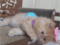 İran exotic longhair bebekler