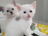 Sevimli ve oyuncu minnoş kediler