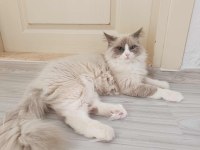 Dost canlısı ragdoll kedimiz