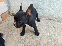 French bulldog yavrum