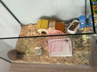 Akvaryumlu Suriye hamster