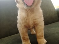 Baby Face Golden Retriever Yavrumuz