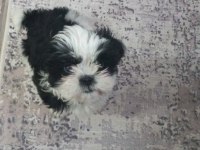 3 aylık shih tzu eğitimli aşılı erkek yavru